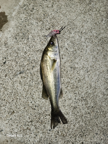 スズキの釣果