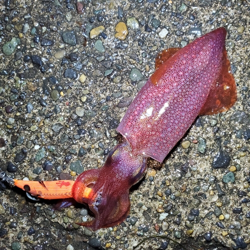 ケンサキイカの釣果