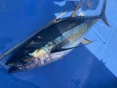 キハダマグロの釣果