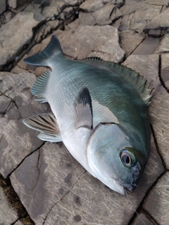 オナガグレの釣果