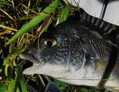 キビレの釣果