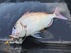 チダイの釣果