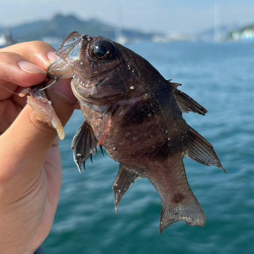 ヨコスジイシモチの釣果