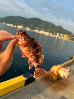 カサゴの釣果