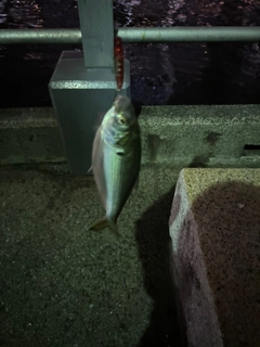 コノシロの釣果