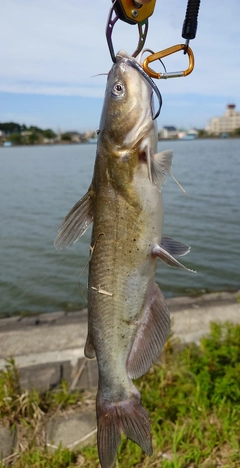 アメリカナマズの釣果