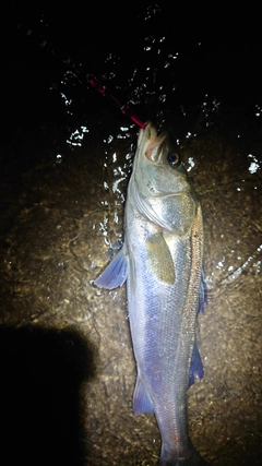 フッコ（マルスズキ）の釣果