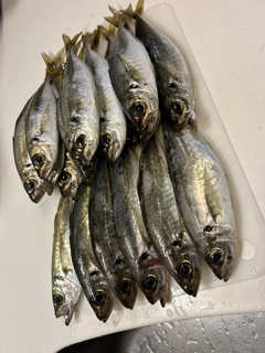 アジの釣果