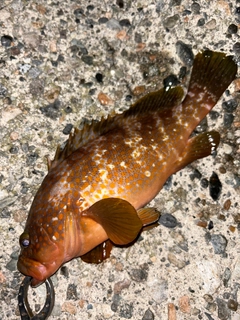 キジハタの釣果