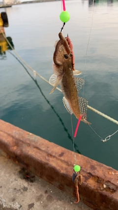 ハゼの釣果