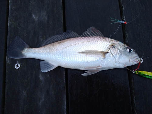 イシモチの釣果