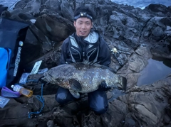 ヤイトハタの釣果