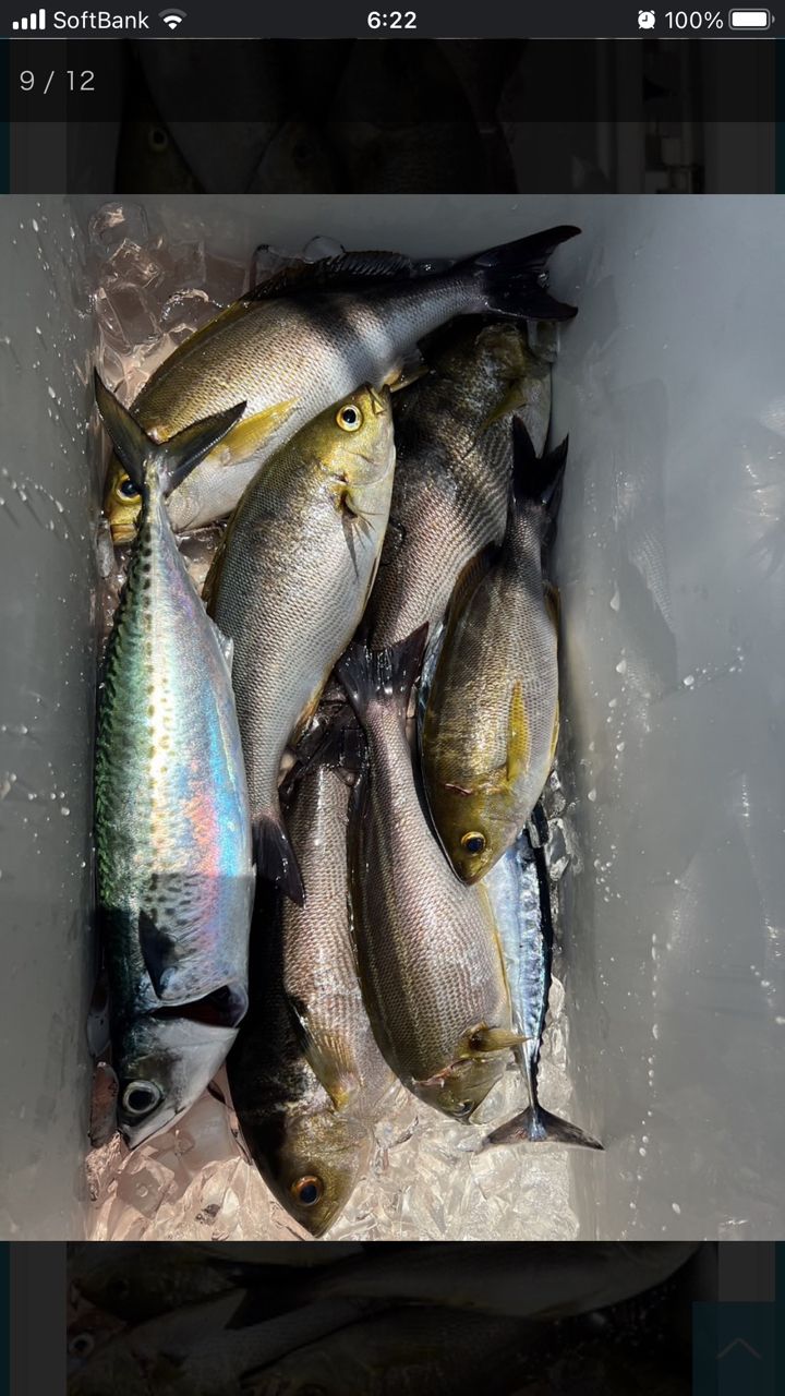 釣り好き♡ネコ好き♡さんの釣果 3枚目の画像