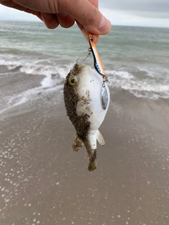 クサフグの釣果