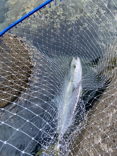 ハマチの釣果