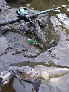 アメリカナマズの釣果