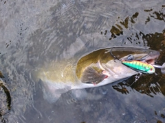 アメリカナマズの釣果