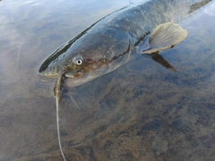 ナマズの釣果