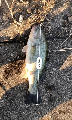 ブラックバスの釣果