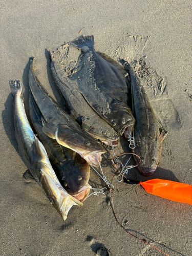 マゴチの釣果