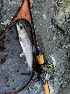 イワナの釣果