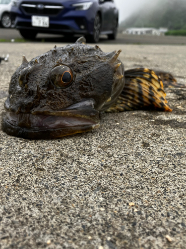 トゲカジカの釣果