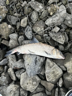 ニゴイの釣果