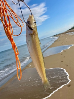 キスの釣果