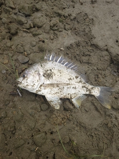 キビレの釣果