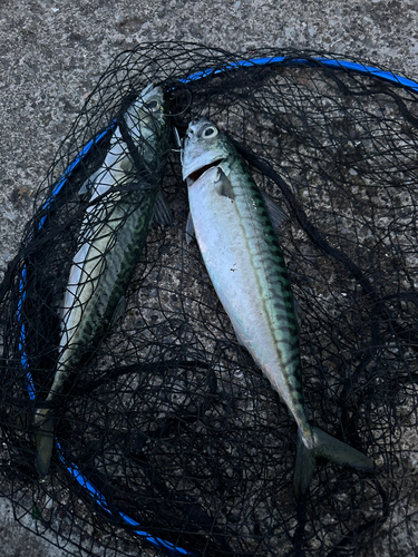 サバの釣果