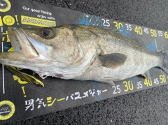 シーバスの釣果