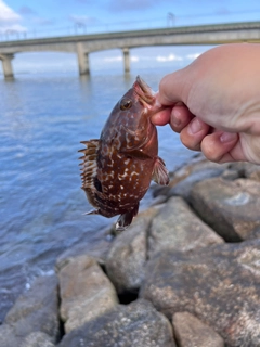 キジハタの釣果