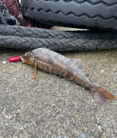 アイナメの釣果