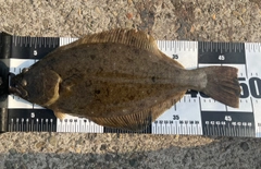 ヒラメの釣果