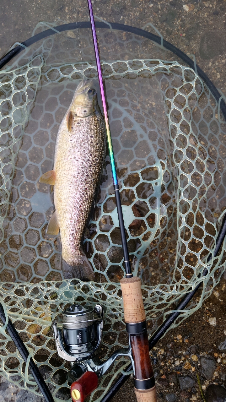 SHIMANO 20カーディフ エリアリミテッド S66ULの最安値