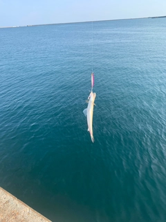 エソの釣果