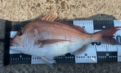 マダイの釣果
