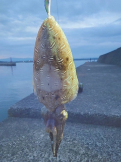 コウイカの釣果