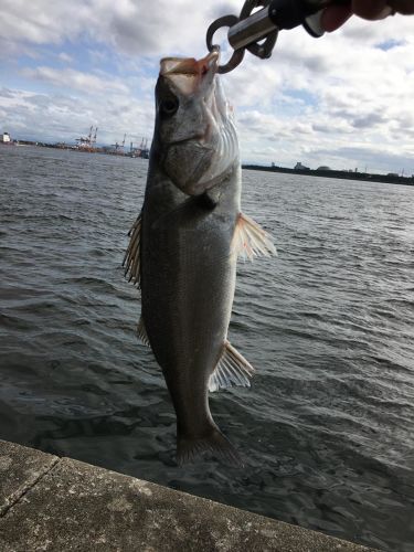 ハネ（マルスズキ）の釣果