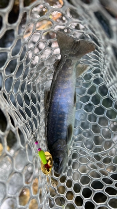 イワナの釣果