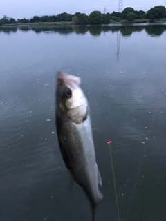 セイゴ（マルスズキ）の釣果