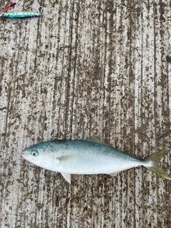 ワカシの釣果