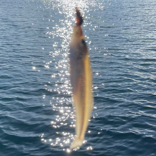 キスの釣果