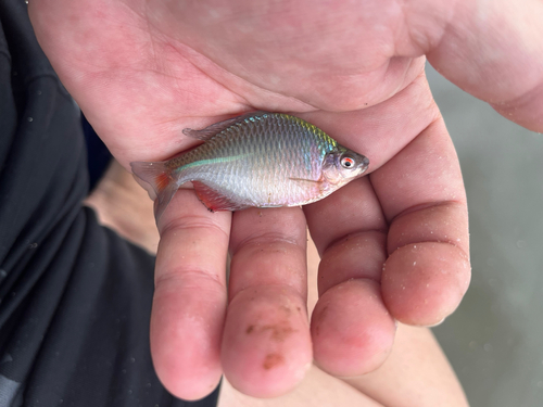 タナゴの釣果