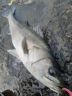 スズキの釣果