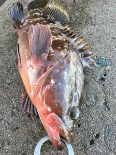 アコウの釣果