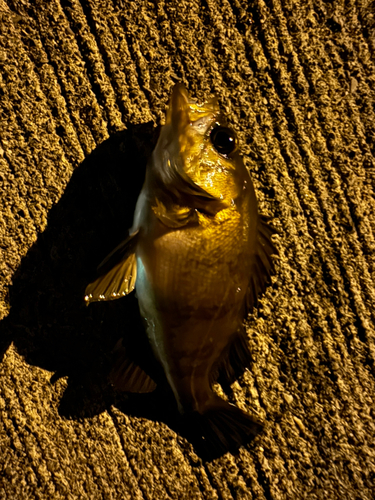 メバルの釣果