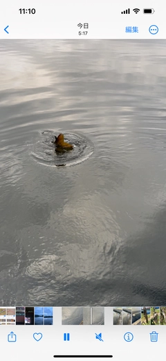 コイの釣果