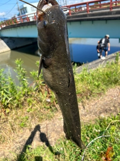 ナマズの釣果