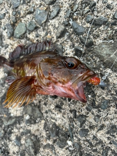 コノシロの釣果